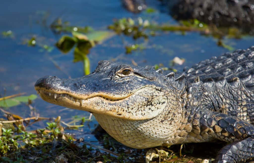 A smiling alligator. Florida