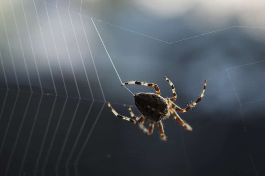 A Cross Spider weaving a new orb web.