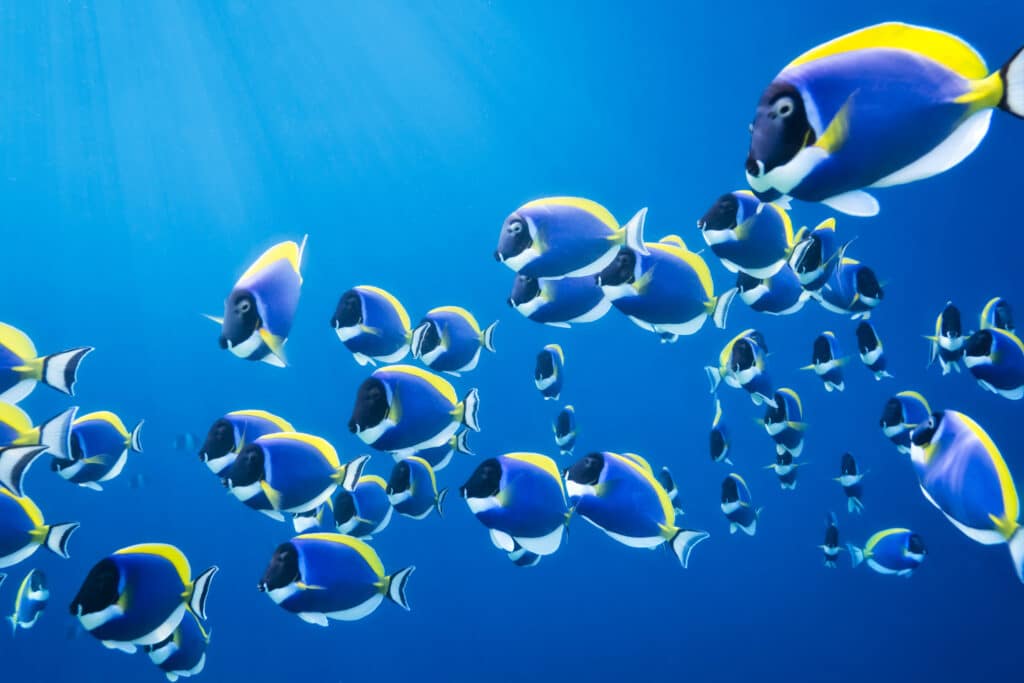 5 Interesting Facts About Tang Fish