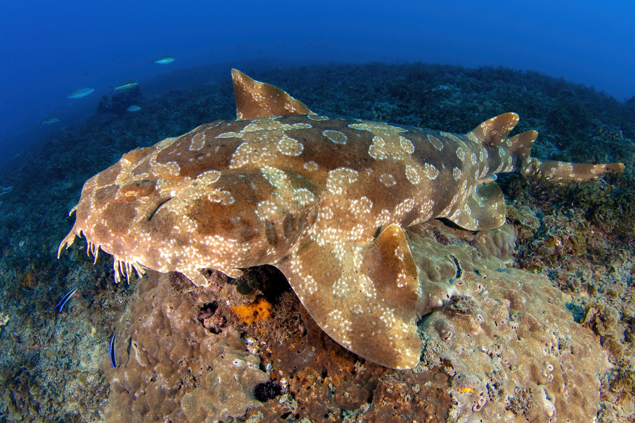 spotted wobbegong
