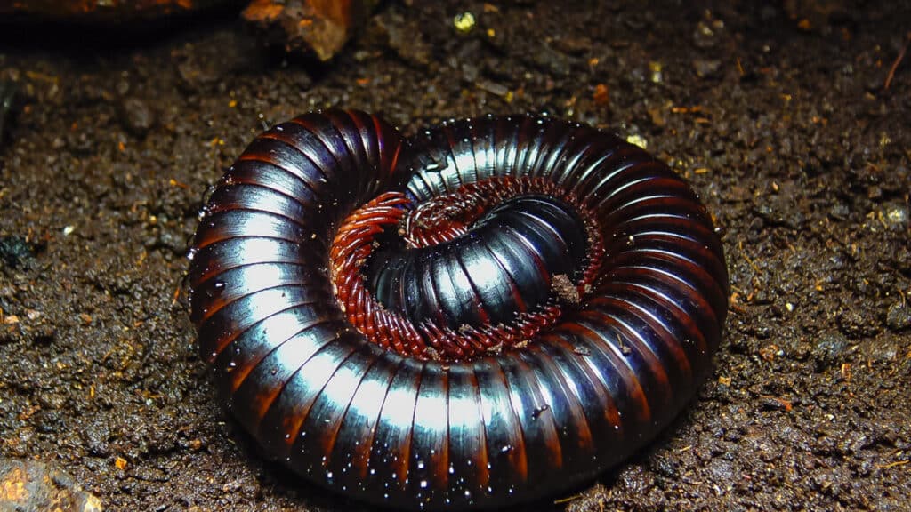 The giant African millipede (Archispirostreptus gigas), is one of the largest millipedes