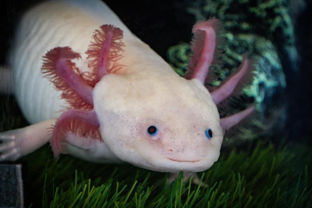 Axolotl Ambystoma mexicanum walking on a grass in aquarium. Amphibian or salamander in a fish tank