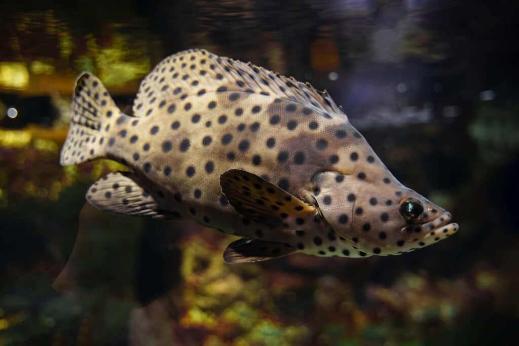 The humpback grouper (Cromileptes altivelis) spotted saltwater fish
