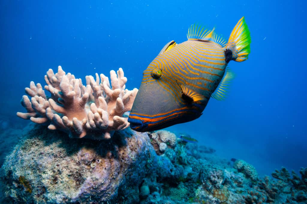 Top Facts about Triggerfish