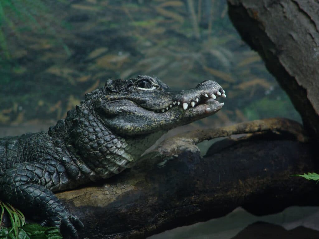 Chinese alligator