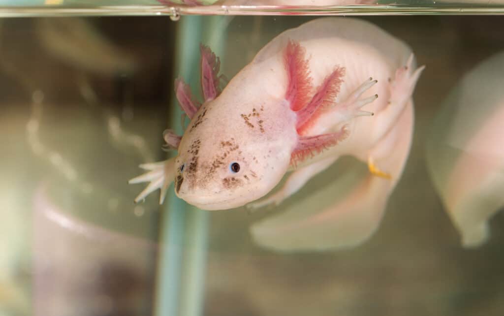 axolotl floats in the aquarium close up