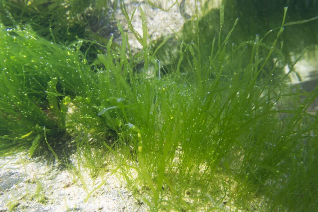 What is Seagrass and Why Is It Important?