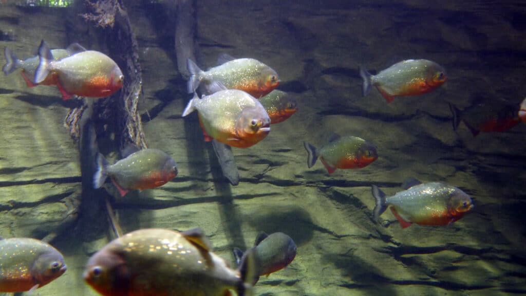 Red bellied piranhas are omnivorous freshwater fish that inhabits South American rivers.