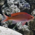 Creole anthias