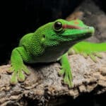 Madagascar Giant Day Gecko