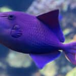 Red-toothed Triggerfish