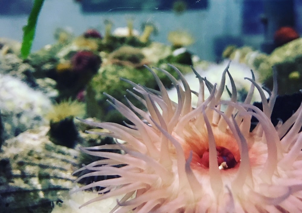 Sea Anemones collaboration