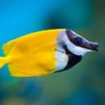 Foxface Rabbitfish