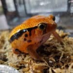 False Tomato Frog