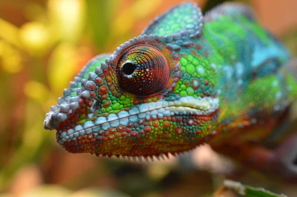 Everything You Need to Know about Lizards