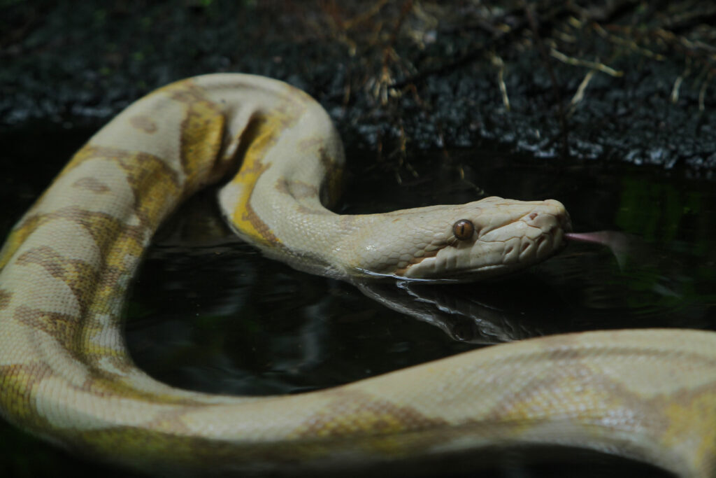 behavior of a malayopython reticulatus caramel in a zoo