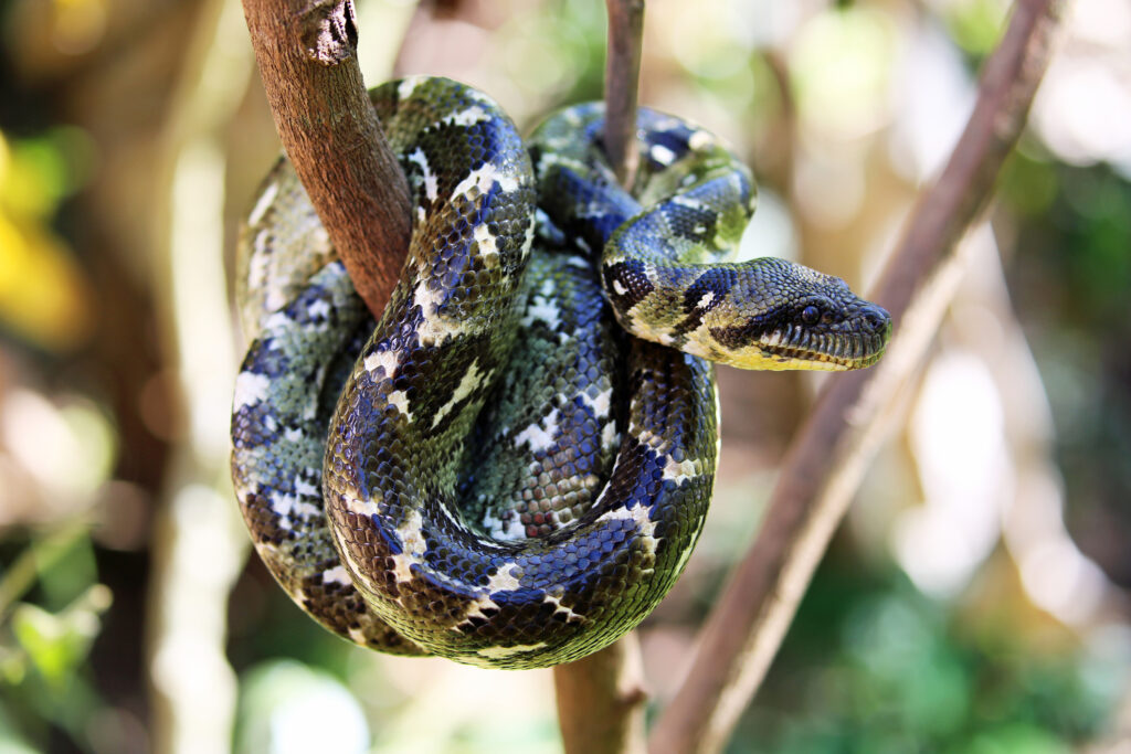 Everything You Need to Know about Snakes